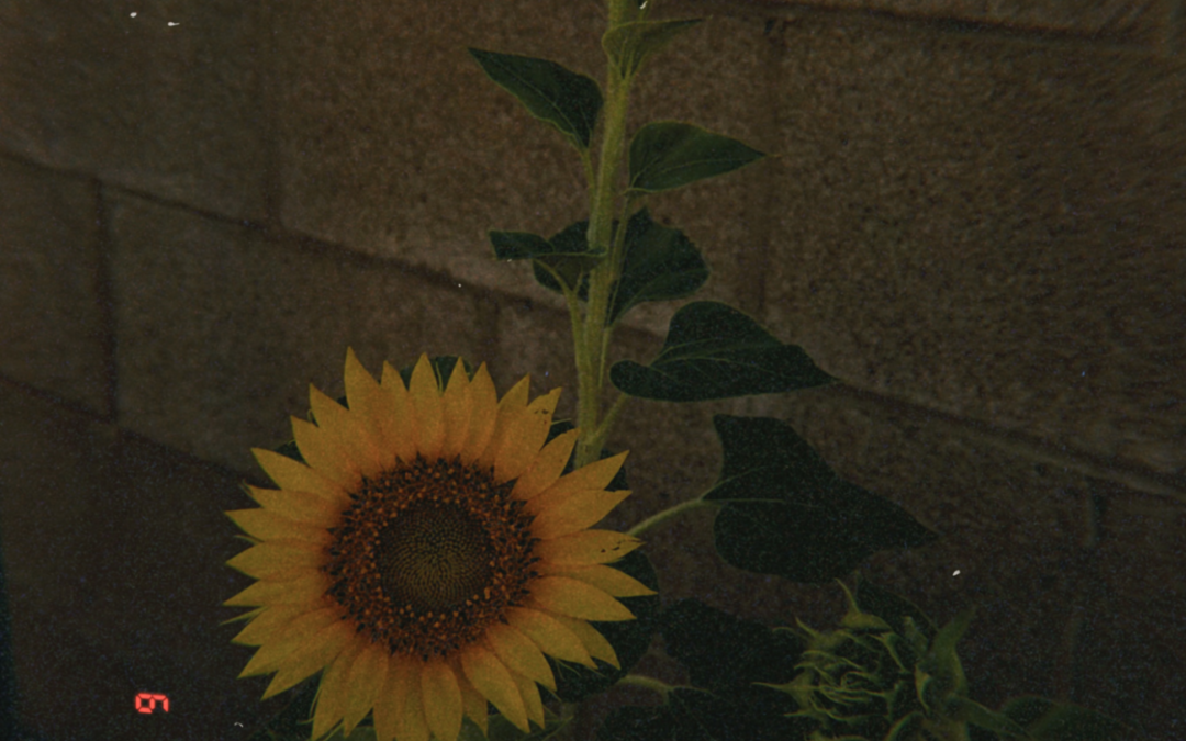 The Mystery Sunflower